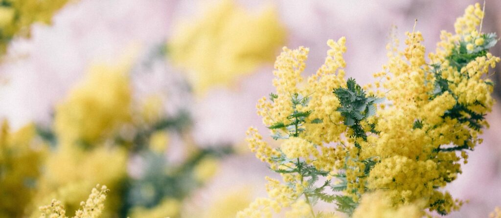 startbild website simone klatt gelbe mimose